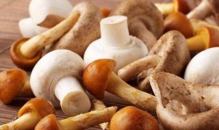 菌类有哪些（菌类有哪些图片及名称）