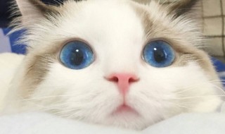 蓝眼睛的猫有哪些品种 蓝眼睛的猫有哪些品种多少钱