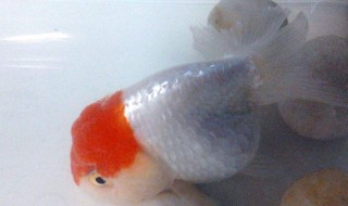 饲养兰寿的方法 饲养兰寿注意事项