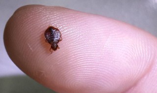 除臭虫的最快方法 除臭虫的最快方法有哪些