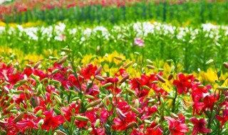 百合花种植（百合花种植技术交流组）