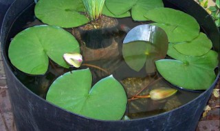 盆养莲花的方法（如何养盆栽莲花）