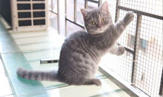 矮脚猫为什么不能养（矮脚猫为什么不能养太胖）