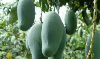 桂七芒果的特点（桂七芒果的特点介绍）