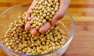 黄豆养花技巧（黄豆养花技巧和方法）