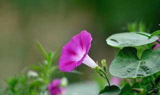 牵牛花种植时间方法（牵牛花种植方法及管理要点）