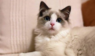 猫尿难闻怎么处理 猫尿难闻怎么处理最好