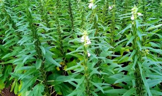芝麻的施肥方法 芝麻的施肥方法和用量