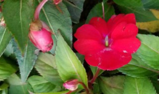 凤仙花传播种子的方法（凤仙花传播种子的方法叫什么名字）