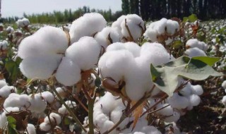 棉花的取样方法（棉花的取样方法有哪些）