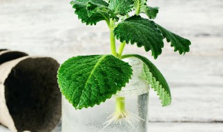 怎么样在家自制生根水（自己制生根水）
