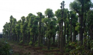 大香樟树怎样做盆景（大香樟树怎样做盆景造型）