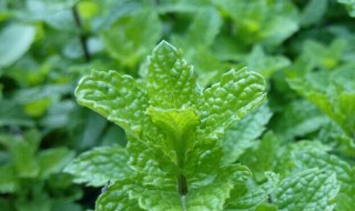 家里种薄荷坏处 家里种薄荷坏处有哪些
