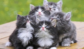 猫跳蚤怎么消灭简单 猫跳蚤怎么彻底清除