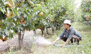 怎样做肥水浇果树 果树怎么浇肥