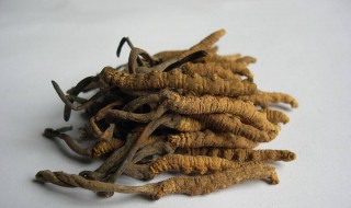 冬虫夏草怎么来的（冬虫夏草怎么来的视频）