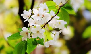 梨花什么时候开（梨花什么时候开花）