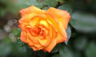 什么颜色的月季花（什么颜色的月季花填词语颜色）