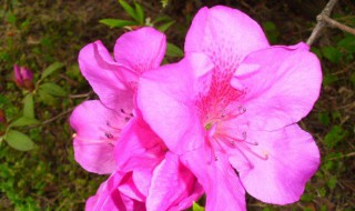 杜鹃花什么时候开花（杜鹃花什么时候开花季节）