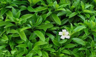 茉莉花什么时候开（茉莉花什么时候开花,一年开几次）