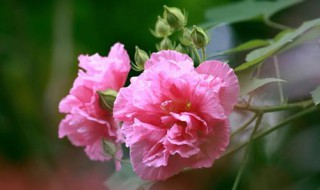 芙蓉花什么时候开花（芙蓉花什么时候开花哪个季节）