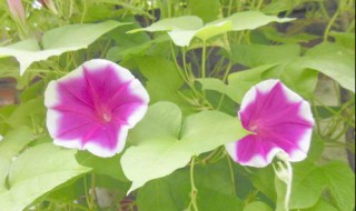 牵牛花什么时候开（玫瑰花什么时候开）