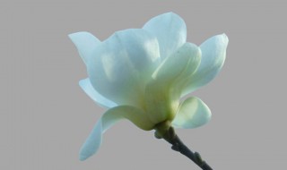 玉兰花是什么颜色的（玉兰花是什么颜色的呢）