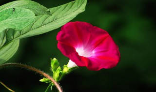 牵牛花是什么颜色（牵牛花是什么颜色啊）
