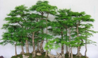 怎样自己挖树做盆景（如何挖树桩可以做盆景）