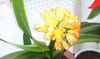 君子兰的寓意（君子兰的寓意和象征风水）