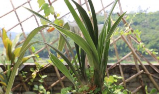 兰花干剪方法（兰花干切法）