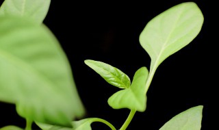 有象征意义的植物 有象征意义的植物现代诗歌