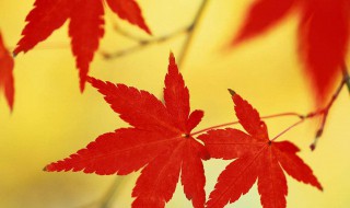 枫叶的寓意（枫叶的寓意和象征风水 高取）