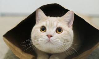 猫沐浴露怎么挑（猫沐浴露哪个牌子好）