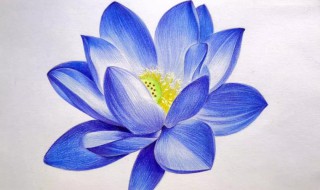 蓝莲花的寓意（蓝莲花的寓意和象征高原上的蓝莲花图）