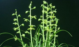 下山兰花怎么栽植 下山兰花怎么养能开花