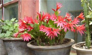 昙花用什么土栽培好 昙花用什么土栽培好活