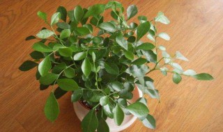 盆栽花卉养殖方法 盆栽花卉养殖技术