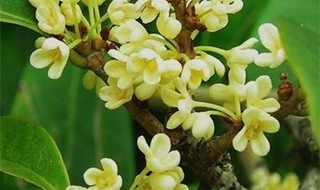 四季桂花怎么剪枝（四季桂花怎么剪枝视频教程）