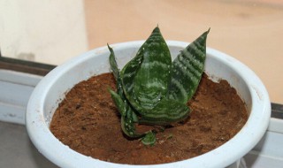 虎皮兰秋天能换盆吗 虎皮兰秋季换盆后几天可以浇水