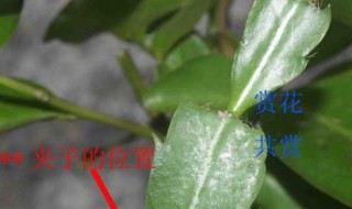 叶仙嫁接蟹爪兰教程（叶仙嫁接蟹爪兰方法视频）