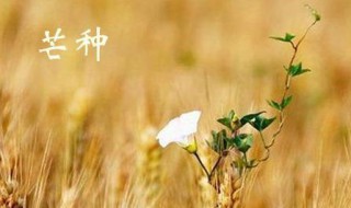 芒种原唱是谁 芒种原唱