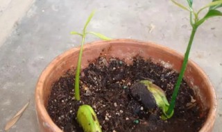 芒果怎么种子怎么种 芒果怎么种子怎么种种芒果核可以吗