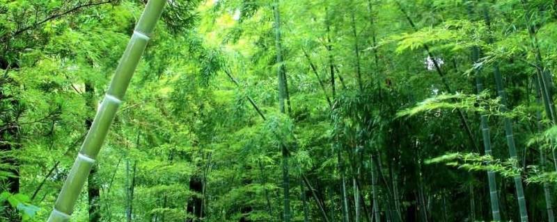 竹子象征着什么（竹子象征着什么品质,代表什么人）