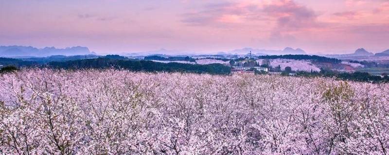 贵阳樱花园在哪里（贵阳花溪樱花园）