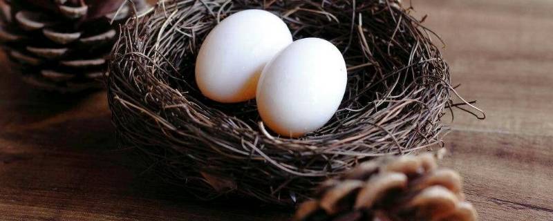 鸽子蛋如何保存还能孵 鸽子蛋如何保存还能孵出来
