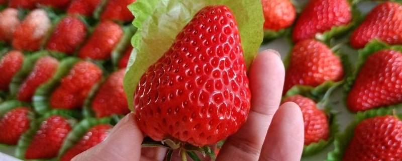 丹东99草莓与普通草莓区别 丹东草莓和99草莓