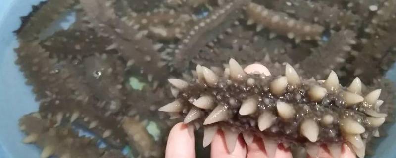 底播海参是什么意思 什么叫底播海参