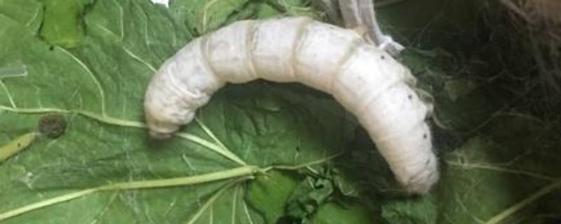 万缕千丝是什么动物 千丝万缕的动物