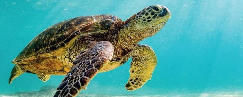 海龟会飞吗（海龟也会飞）